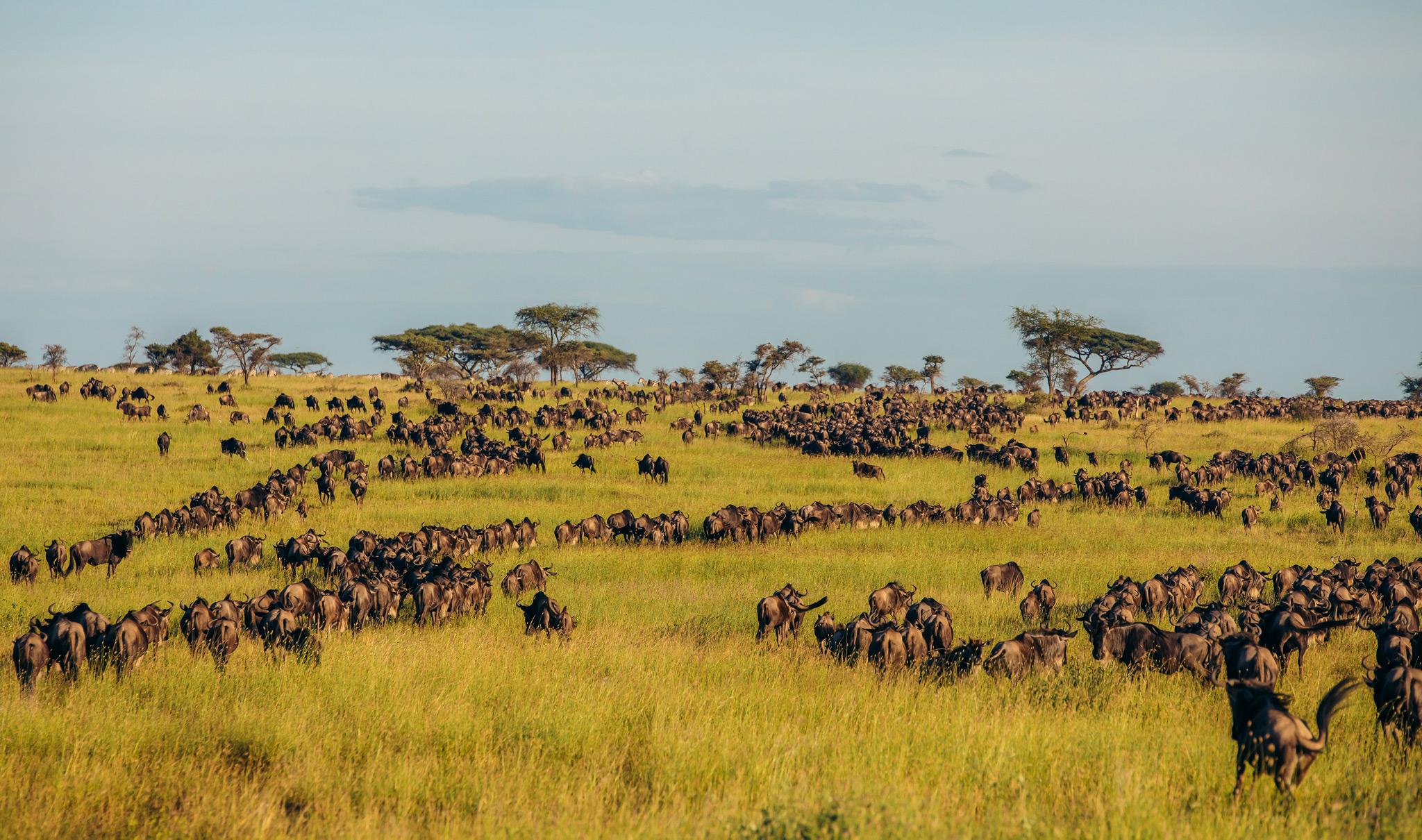 Wildebeest Great Migration — Wildebeest Great Migration crossing the plains of the Masai Mara.